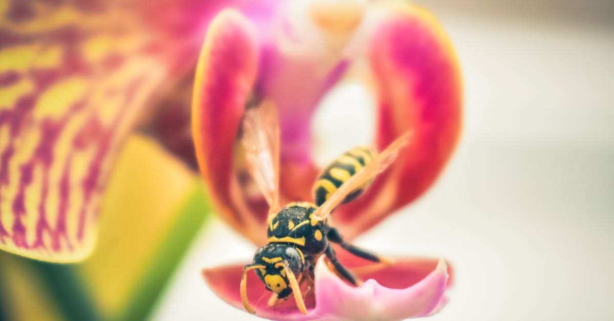 hornet est une application de rencontre innovante dĂ©diĂ©e Ă la communautĂ© lgbtq+, offrant un espace sĂ»r et inclusif pour connecter des personnes partageant les mĂȘmes intĂ©rĂȘts. dĂ©couvrez des profils authentiques, engagez des conversations significatives et explorez des Ă©vĂ©nements locaux tout en cĂ©lĂ©brant votre identitĂ©.