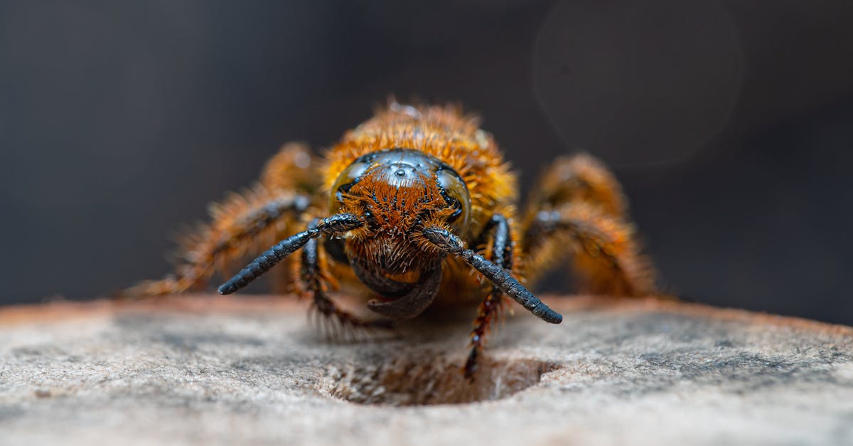 découvrez hornet, l'application de rencontre spécialement conçue pour la communauté lgbtq+. connectez-vous avec des millions d'utilisateurs, partagez vos expériences et trouvez des amis ou des partenaires dans un environnement respectueux et convivial.