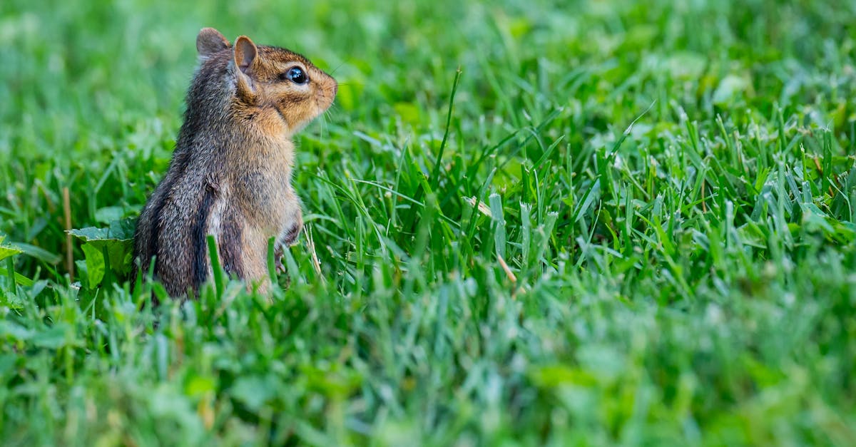 这种故障的后果是可怕的:在碰撞过程中,安全气囊会以不可预测的方式展开,发射出锋利的射弹,造成严重伤害或死亡。情况已经达到这样的程度,法国政府已下令立即禁止所有受影响的车辆,包括雪铁龙、DS Automobiles、标致、雷诺,甚至宝马或梅赛德斯-奔驰等豪华品牌的某些型号。