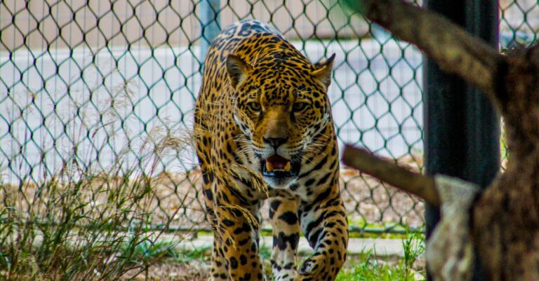 découverte fascinante du Jaguar, le roi des jungles