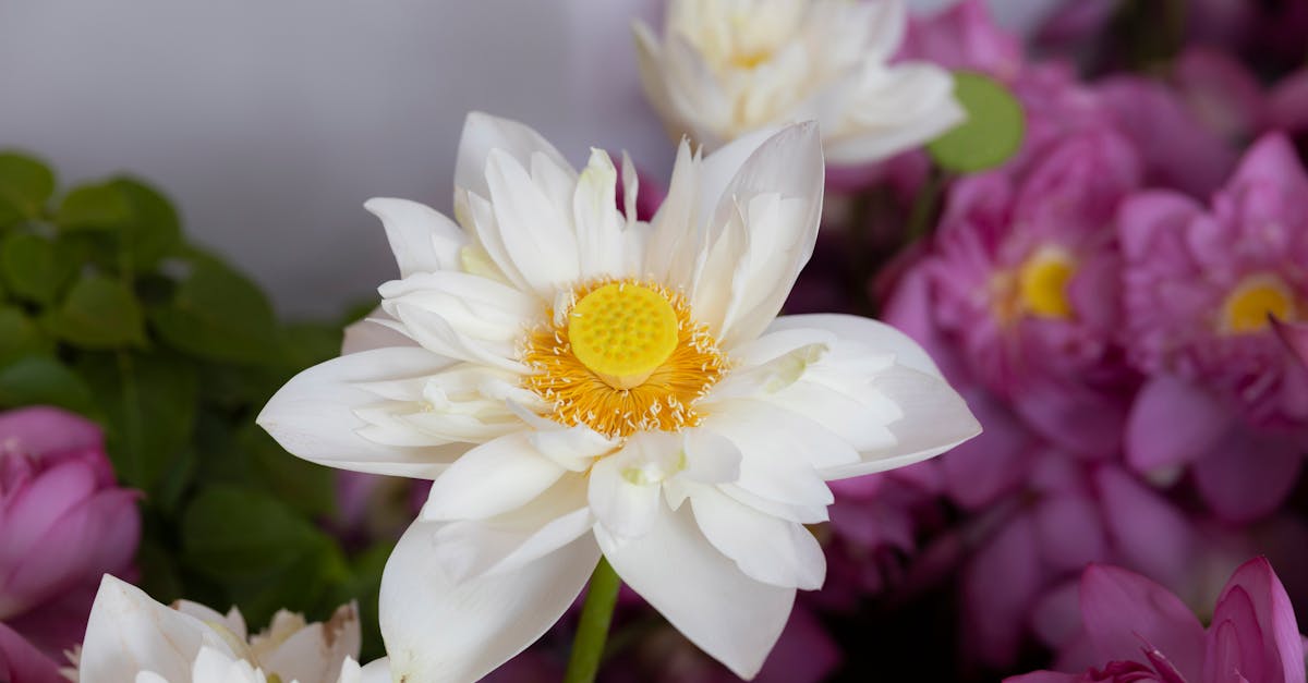 Descubra os preços competitivos do Lotus Evora, um desportivo que alia performance e elegância. Compare as diferentes opções e configurações para escolher o modelo que melhor se adapta a você.