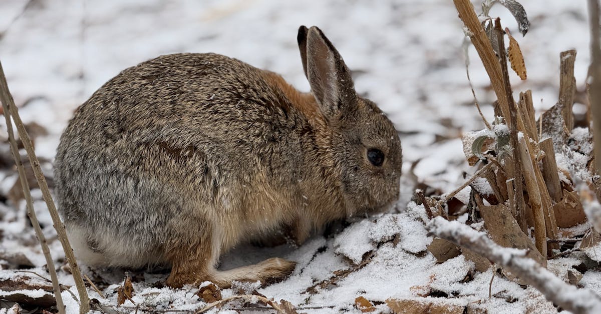 découvrez nos chaussettes de neige, l'accessoire essentiel pour une conduite en toute sécurité sur les routes enneigées. offrant une adhérence optimale et une simplicité d'utilisation, elles garantissent une mobilité sans tracas en hiver. préparez-vous à affronter les conditions hivernales avec confiance !
