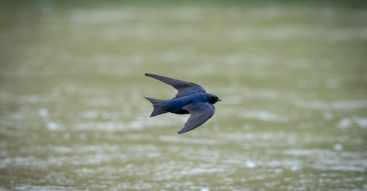 スタイル、快適性、そしてパフォーマンスを兼ね備えたスズキ・スイフトを体感してください。街乗りに最適なこの車は、革新的な機能と快適な乗り心地を提供します。ダイナミックなデザインと先進技術が、忘れられないドライビング体験をもたらします。