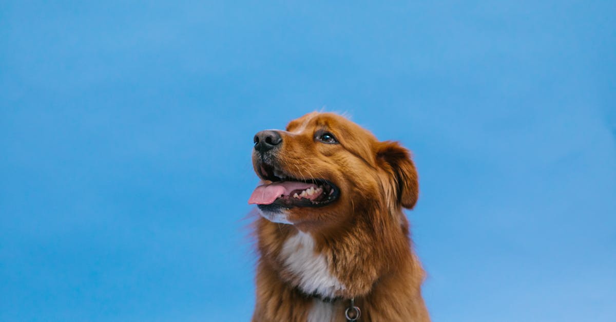 料金について、仕組み、交通への影響、さまざまな支払い方法など、すべてを学びましょう。高速道路の料金のメリットとデメリットについても学びましょう。