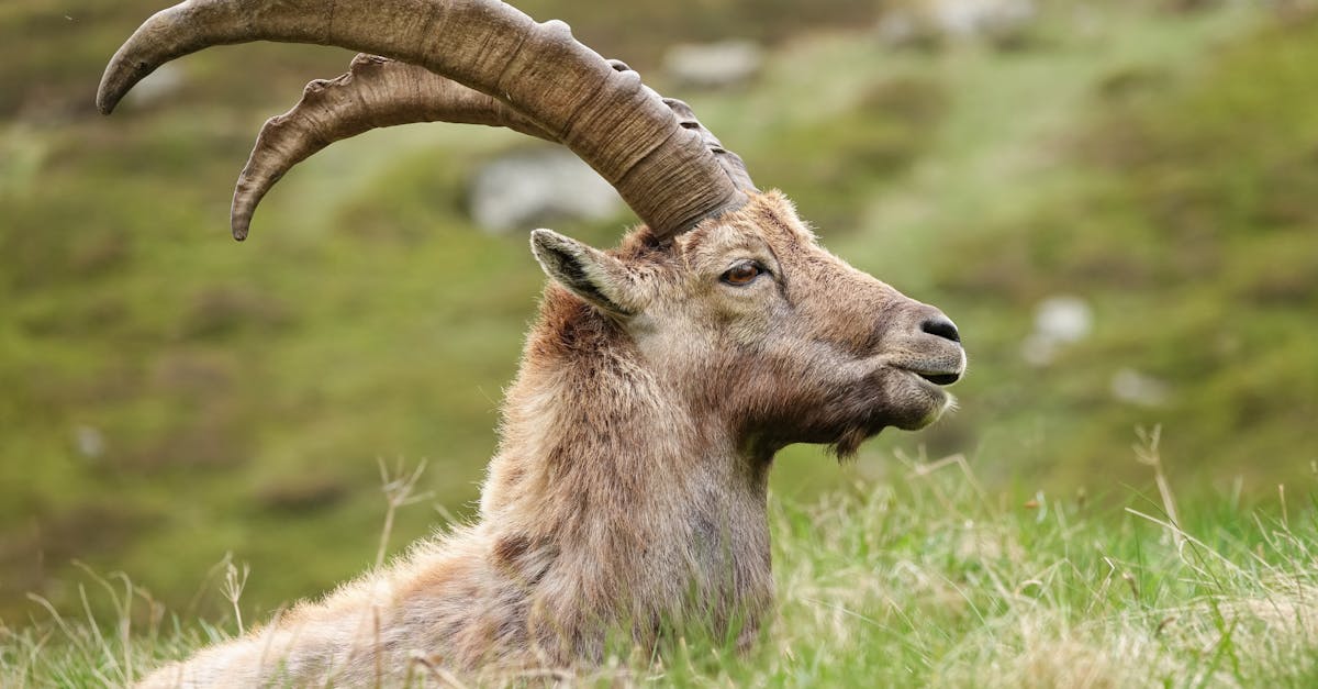découvrez notre guide complet pour acheter une alpine a110 d'occasion. tous les conseils pour choisir le modèle idéal, vérifier l'état de la voiture et éviter les pièges courants. profitez de l'excellence de l'alpine a110 tout en faisant un achat éclairé.