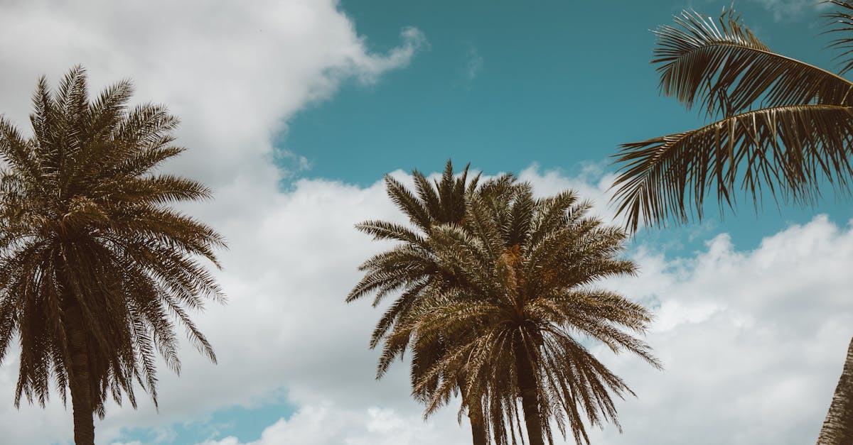 découvrez les zones à faibles émissions, des espaces urbains conçus pour réduire la pollution de l'air et promouvoir un environnement sain. informez-vous sur les avantages, les réglementations et les initiatives mises en place pour améliorer la qualité de vie dans nos villes.