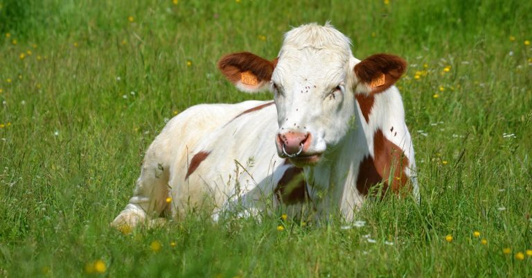 Découvrez les charmes du pays de Montbéliard lors d'une balade en voiture de collection