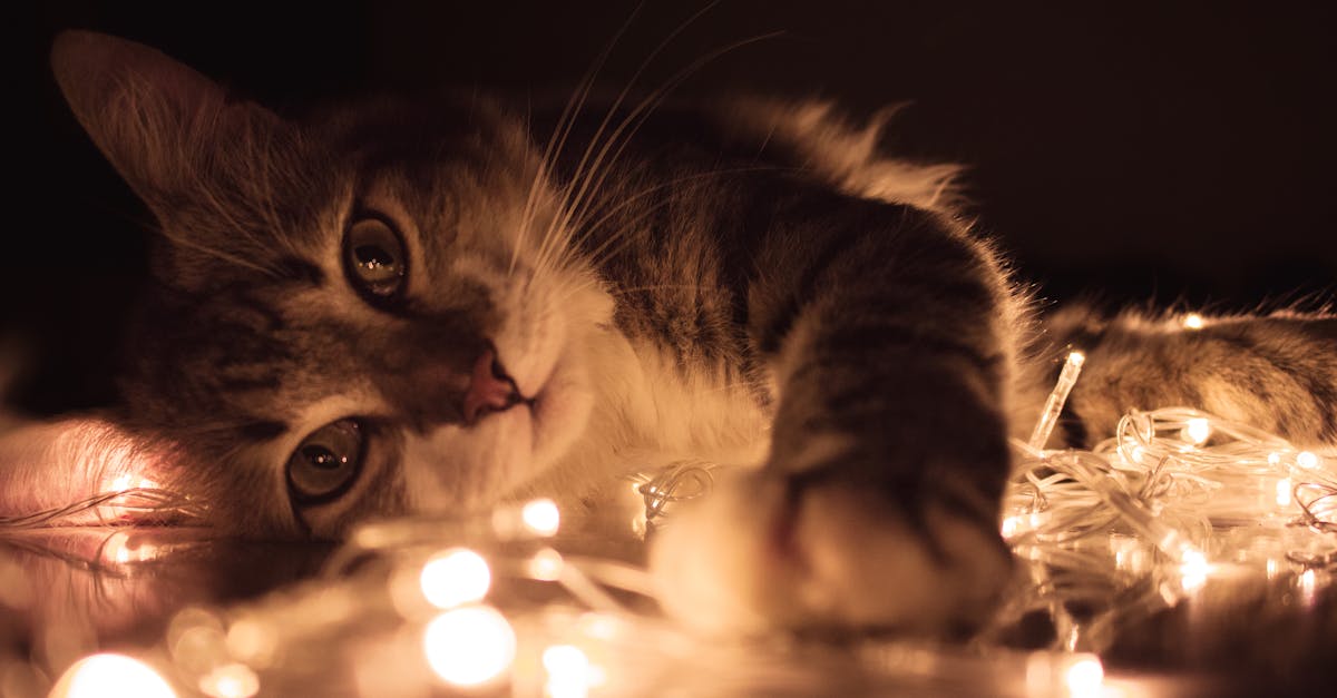 🐾 Prepare your cat: Proper acclimatization to the carrier before travel is essential to reduce stress and excessive vocalization.