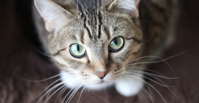 Un contrôle surprenant : une voyageuse sancionnée en raison des miaulements de son chat à bord d'un train SNCF