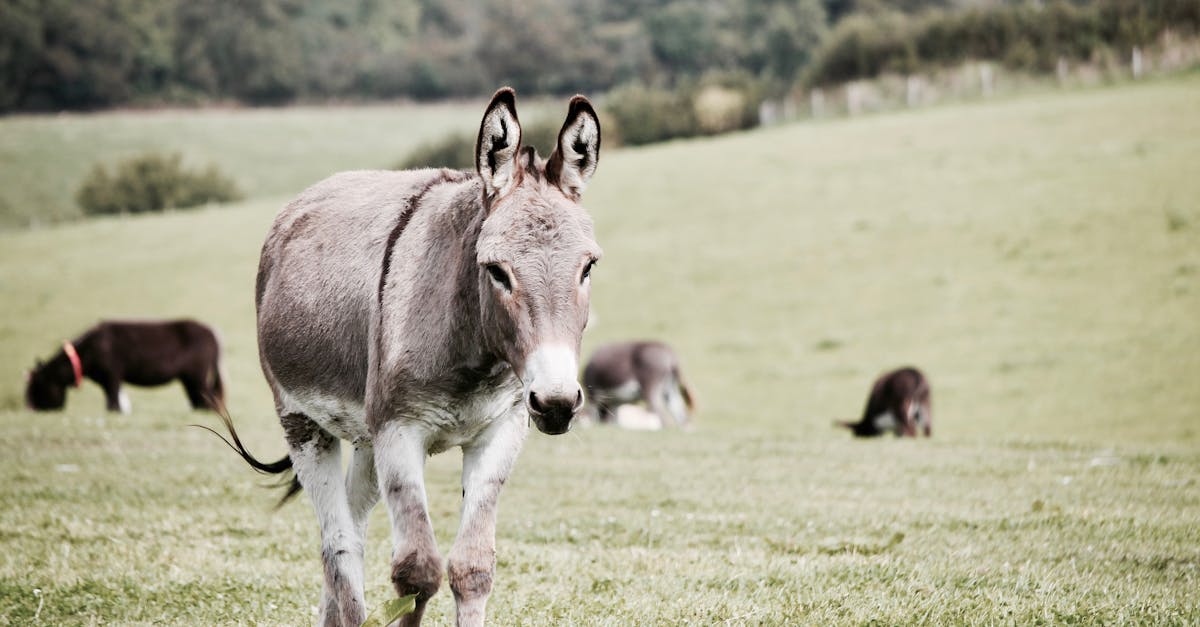 ロバについて知っておくべきことすべて:特徴、生息地、食性、行動、飼育のヒント。ロバに関する詳細情報。