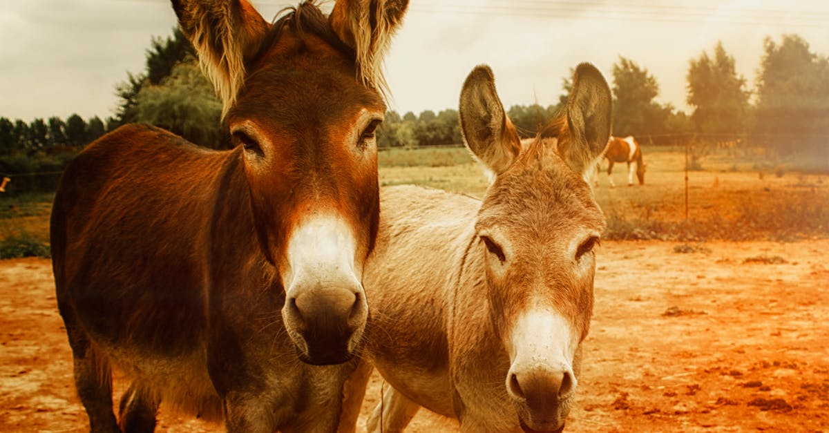 découvrez tout sur le donkey, l'âne domestique, son origine, ses caractéristiques et son rôle dans l’agriculture et la vie quotidienne. informations complètes, conseils d’élevage et faits surprenants sur cet animal attachant.
