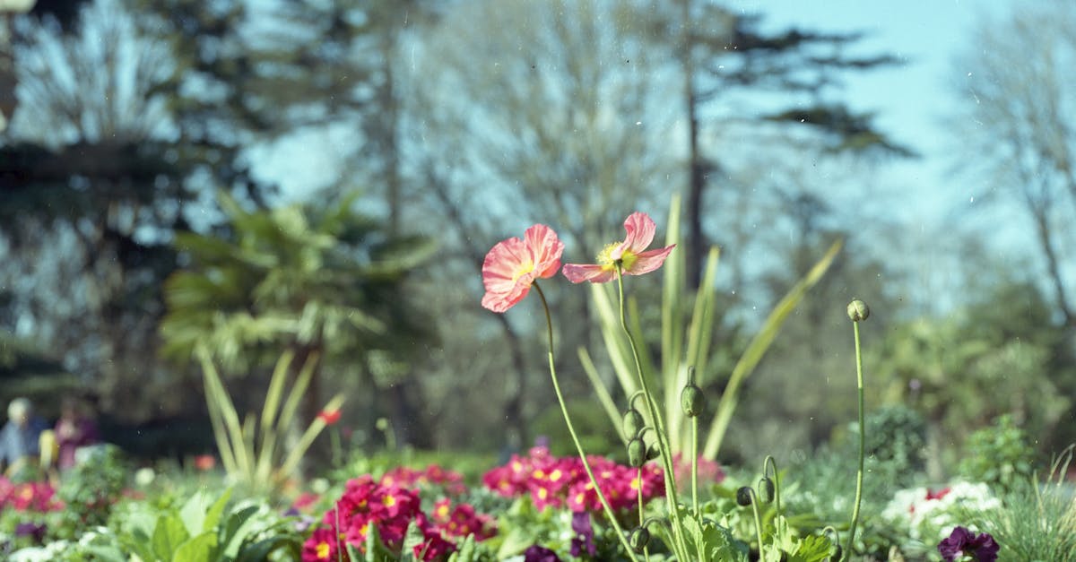 découvrez toulouse, la ville rose : son patrimoine exceptionnel, sa gastronomie savoureuse, son ambiance conviviale et ses activités incontournables pour un séjour inoubliable dans le sud-ouest de la france.